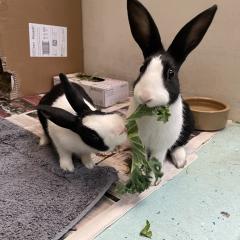 Timmy and Tommy are looking for a home!