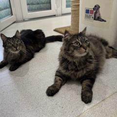 Cosmo and Chester