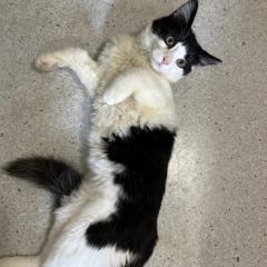 Spud is looking for a very special home!