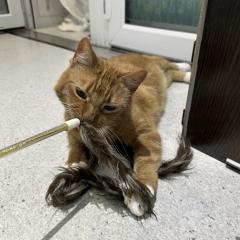 Hikaru is looking for a home!