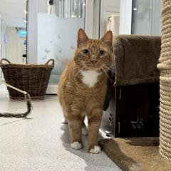 Hikaru is looking for a home!
