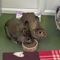 Blue and Reginald are looking for a home together!