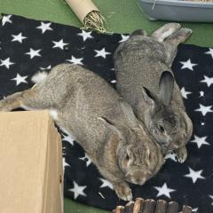 Blue and Reginald are looking for a home together!