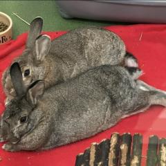 Blue and Reginald are looking for a home together!