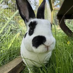 Florence is looking for a home!