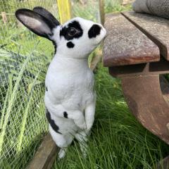Florence is looking for a home!