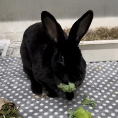 Buffy is looking for a home!