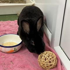 Buffy is looking for a home!