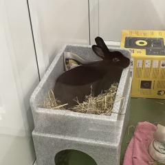 Buffy is looking for a home!