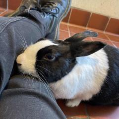 Nibbles is available for adoption!