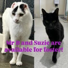 Foster cats 
