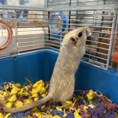 Professor Ash is looking for a home!