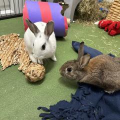 Mojo Jojo and Pop Tart are available for adoption!