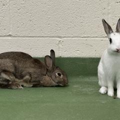 Mojo Jojo and Pop Tart are available for adoption!