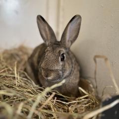 Mojo Jojo and Pop Tart are available for adoption!