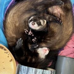 Charlotte, Camila and Louise are looking for a home!