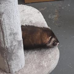 Johney and Bumble are looking for a home! 