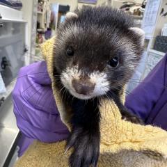 Johney and Bumble are looking for a home! 