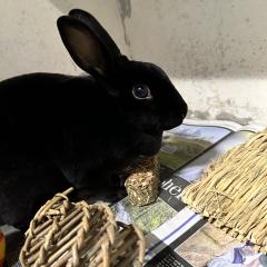 Orla is looking for a home!