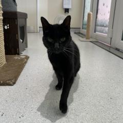 Suzie is looking for a special home!