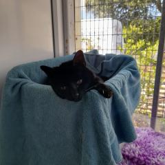 Suzie is looking for a special home!