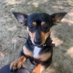 Jasper Big Eared Heart Stealer Looking For His Special Person