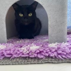 Cuddles and Munchies have been adopted!