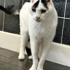 Mr B is looking for a very special home Foster Home