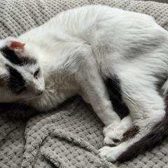 Mr B is looking for a very special home Foster Home