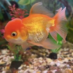 Big Ed and Swim shady Looking For A New Tank 