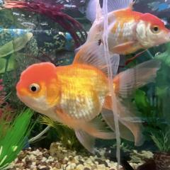 Big Ed and Swim shady Looking For A New Tank 