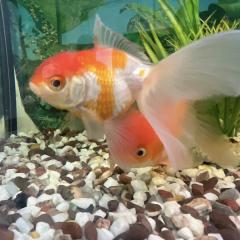 Big Ed and Swim shady Looking For A New Tank 