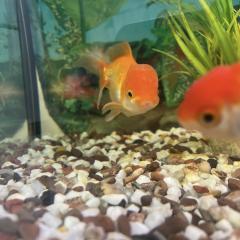 Big Ed and Swim shady Looking For A New Tank 