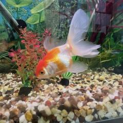 Big Ed and Swim shady Looking For A New Tank 