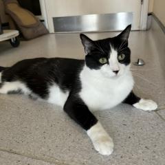 Jinx needs a home!