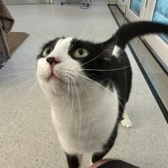 Jinx needs a home!