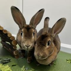 Éowyn and Éomer are looking for a home together!