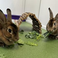 Éowyn and Éomer are looking for a home together!