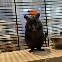 Professor Oak is looking for a home!