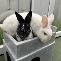 Poppy and Crispin - looking for a home!
