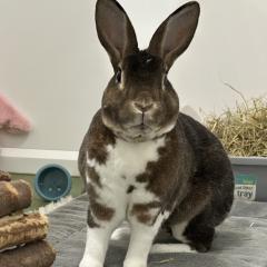 Brownie is looking for a home! 