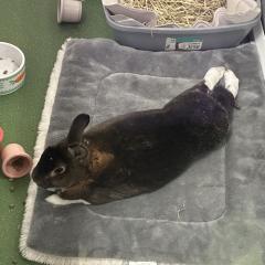 Brownie is looking for a home! 