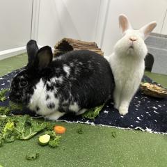 Poppy and Crispin - looking for a home!