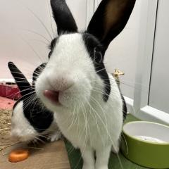 Timmy and Tommy are looking for a home!