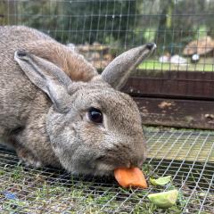 Crepe Suzette is looking for a home!