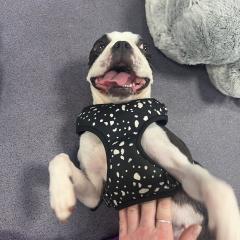 Mabel has gone on trial with a family :)