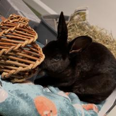 Mars is looking for a home!