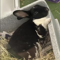 Orion is looking for a home!