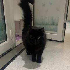 Rae is looking for a home