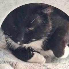 Socks is looking for a rural home